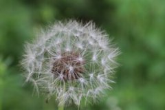 钙铁锌硒检测仪阐述春季过敏或者是微量元素惹的祸