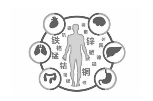 全自动微量元素分析仪阐述微量元素能够促进儿童的大脑发育 全自动微量元素分析仪阐述微量元素能够促进儿童的大脑发育