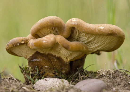 蘑菇是食物中的珍品里面的功效对我们身体很有用